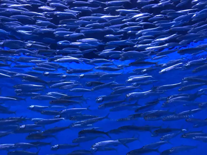 Closeup view of thousands of sardine fish schooling in aquarium