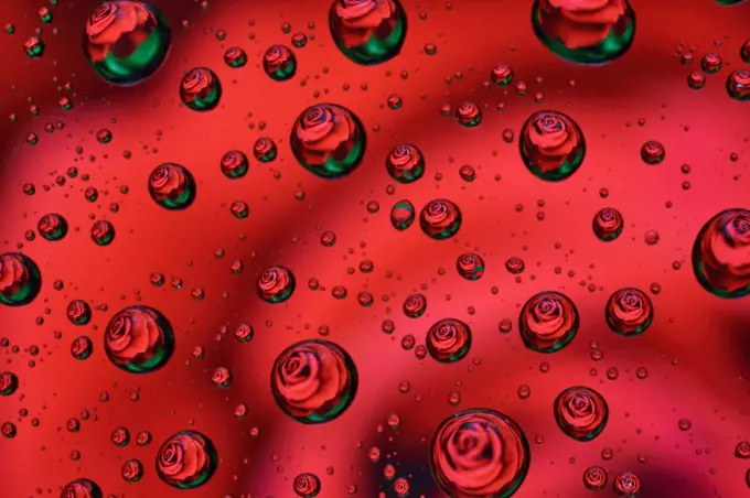 A red rose reflected in a few drops of water