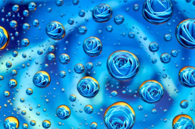 A blue rose reflected in a few drops of water