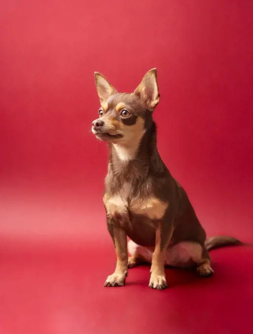dog chihuahua brown and caramel on a red background