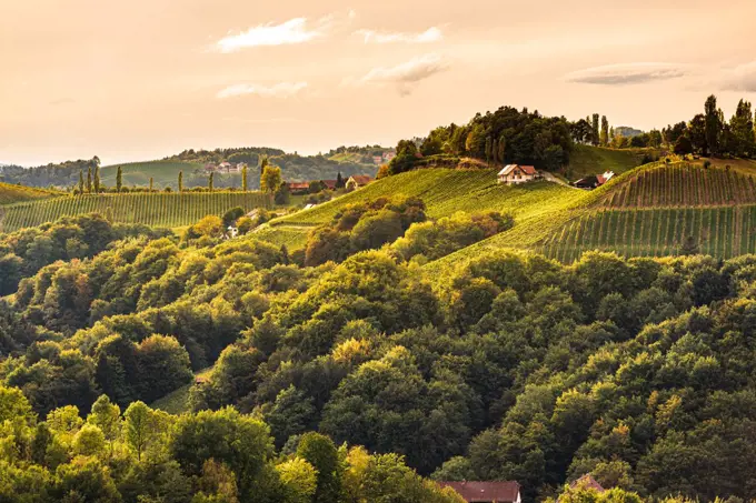 Styrian Tuscany Vineyard in autumn near Eckberg, Gamliz, Styria, Austria