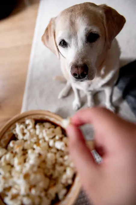 The dog begs for food. Labrador is a glutton. An elderly dog.