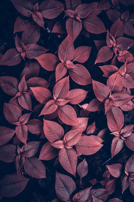 red plant leaves in the nature in autumn season red background