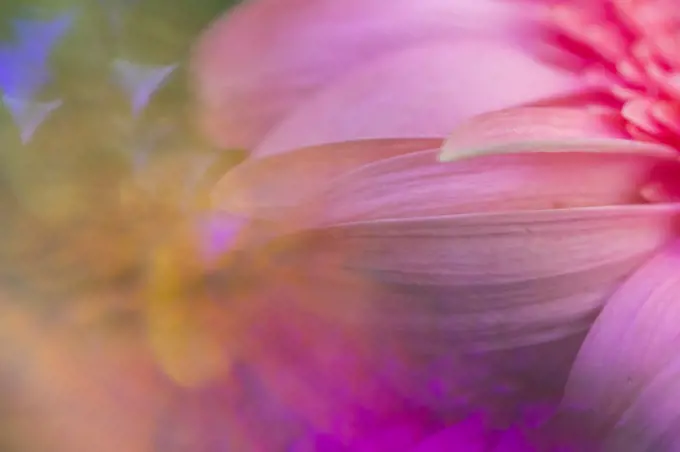 Close-up macro pink flower with psychedelic colors and reflections