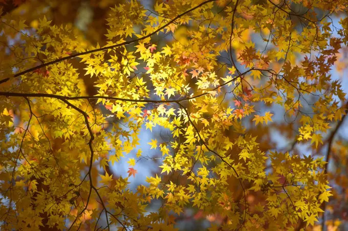 Forest with golden yellow leaves in autumn