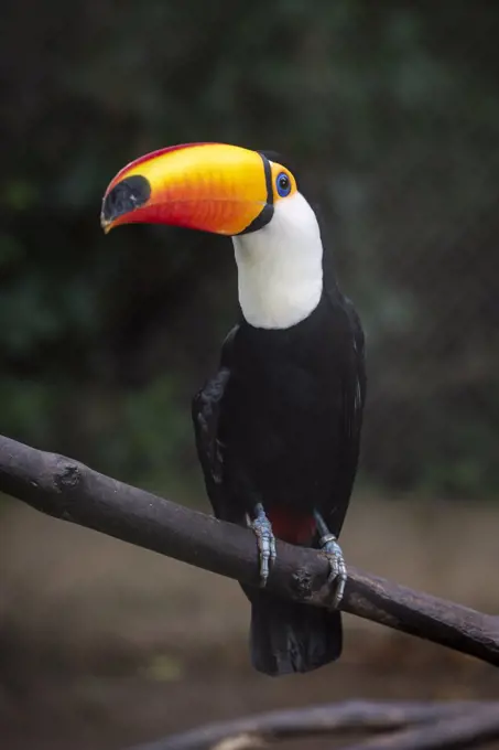 Beautiful yellow-beaked tropical toucan in captivity inside cage