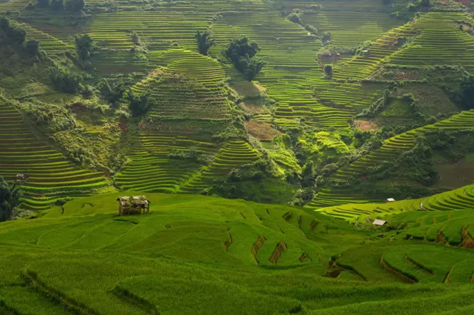 Green Rice fields on terraced in Mu cang chai, Vietnam Rice fiel