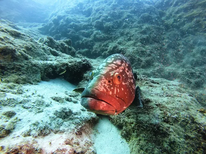 Big grouper fish in Antalya KaÅŸ