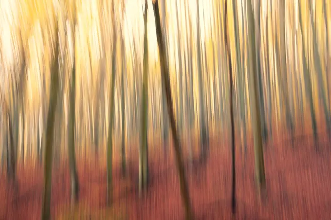 Long exposure image about a forest