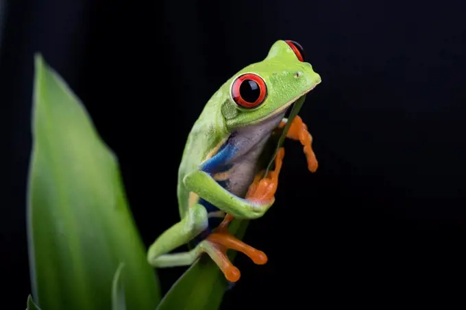 Red-eyed tree frog isolated in black background