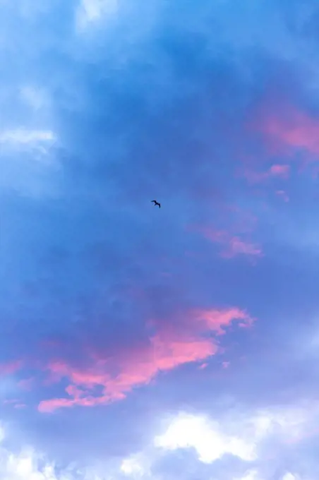 Ocean bird flying in the sunset sky with clouds glowing pink.