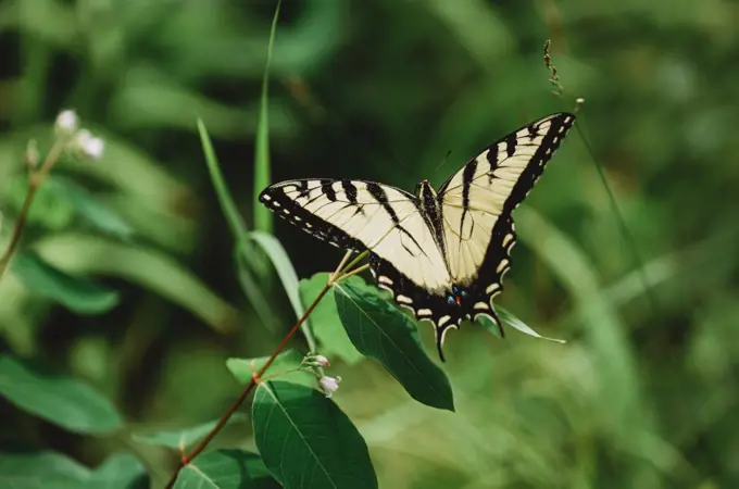 Close up of swallowtail butterfly sitting on a green plant.