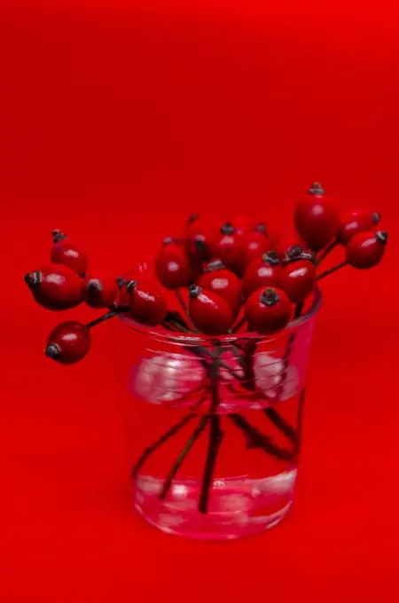 rose hips in a glass ha red background