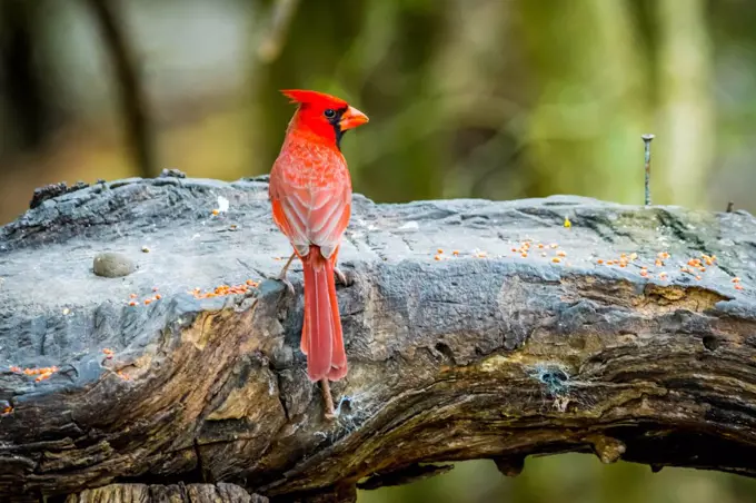 A Northern Cardinal in Laguna Atascosa NWR, Texas