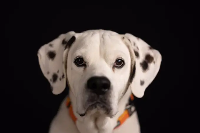 Black with white spotted dog Sam sits for portrait in studio