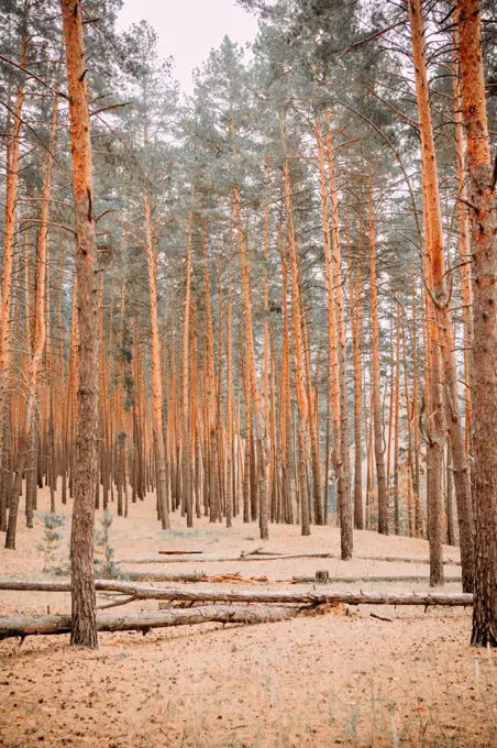 pine forest on a morning autumn day