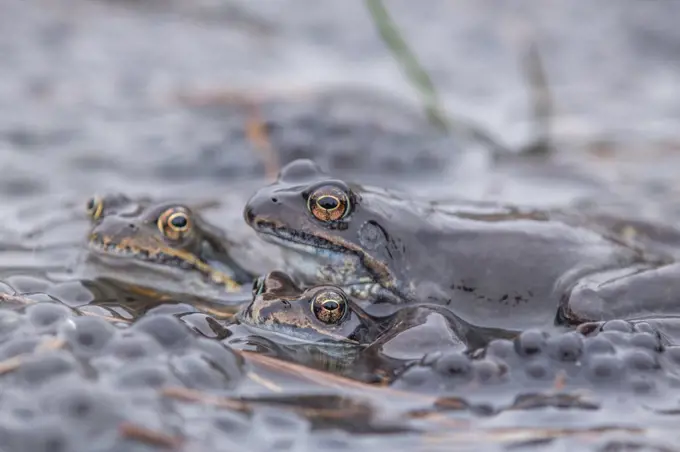 frogs  with eggs in pond