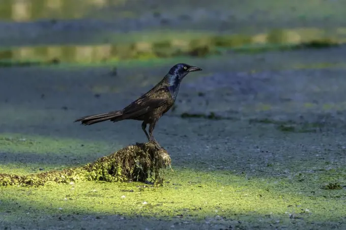 Black bird on a swamp