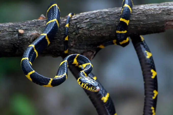 The gold-ringed cat snake in various position