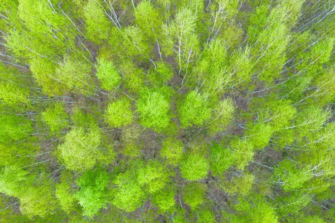 Aerial top view forest tree, Rainforest ecosystem and healthy en