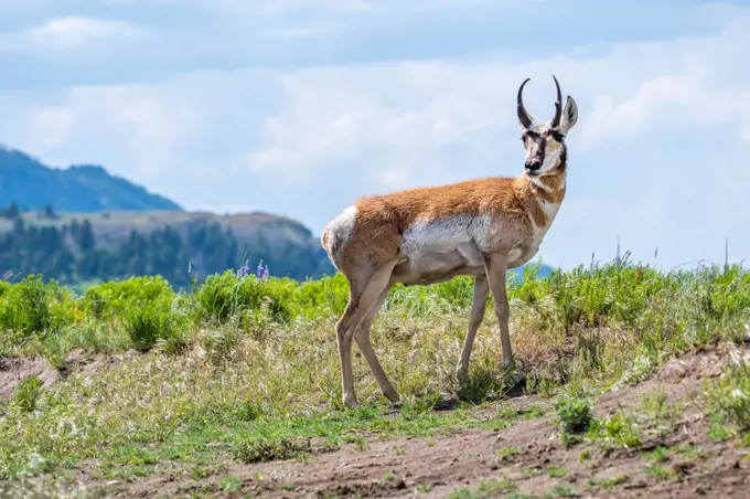 Pronghorn in the field of Yellowstone National Park, Wyoming