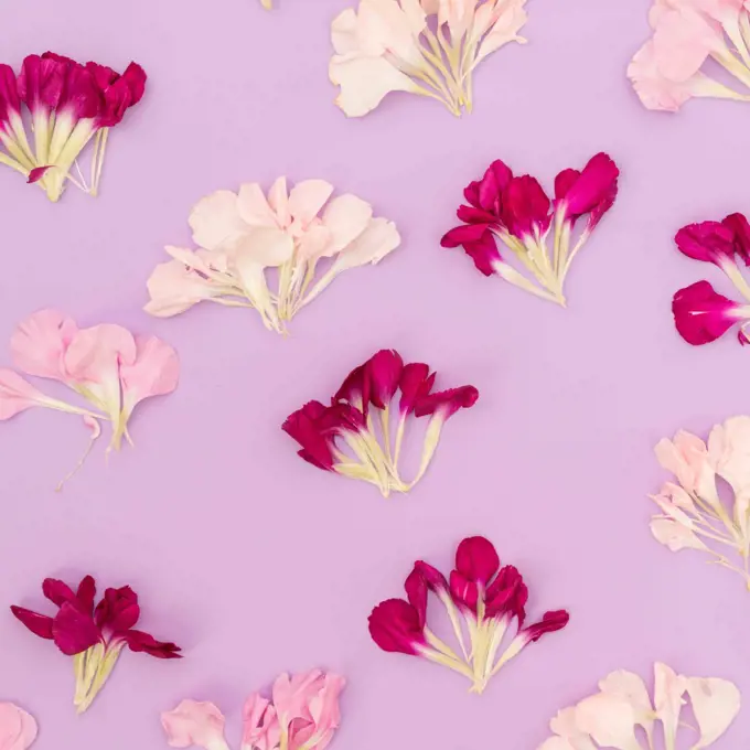 Lavender background pink floral petals flat lay