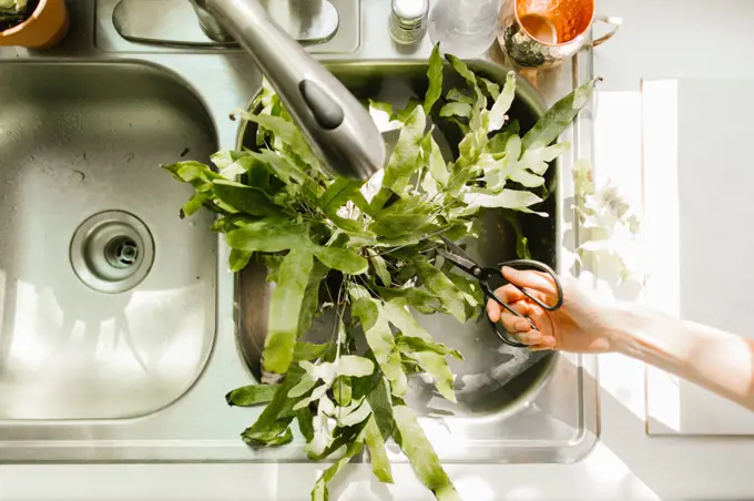 house plants in kitchen sink being trimmed with plant scissors