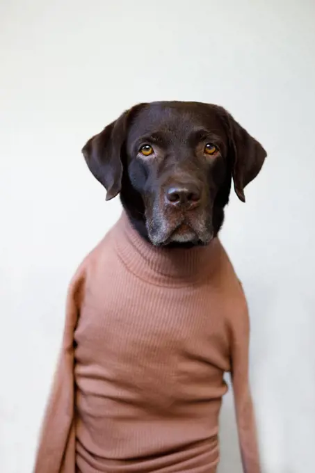 An adult dog in a human jacket looks at the camera. Labrador retriever