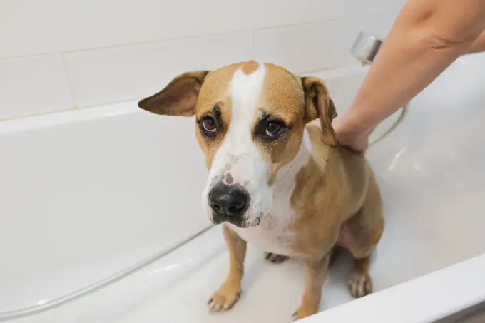 Washing the dog in bathroom. Taking care and hygiene of pets, hu