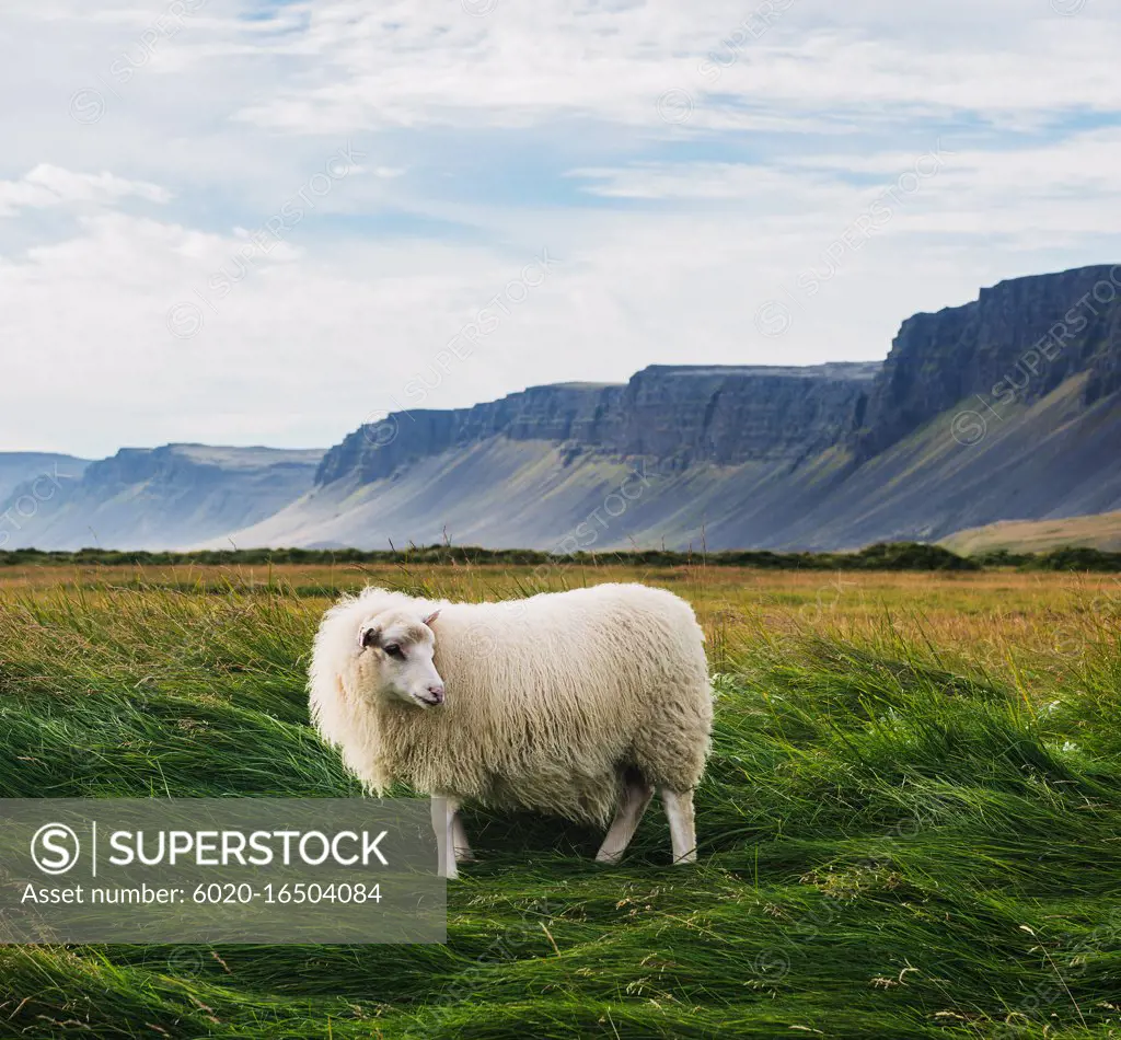Sheep in the field in Raudisandur, Rauðasandur beach in the Western Fjords Iceland, Scandinavia, Iceland, Europe
