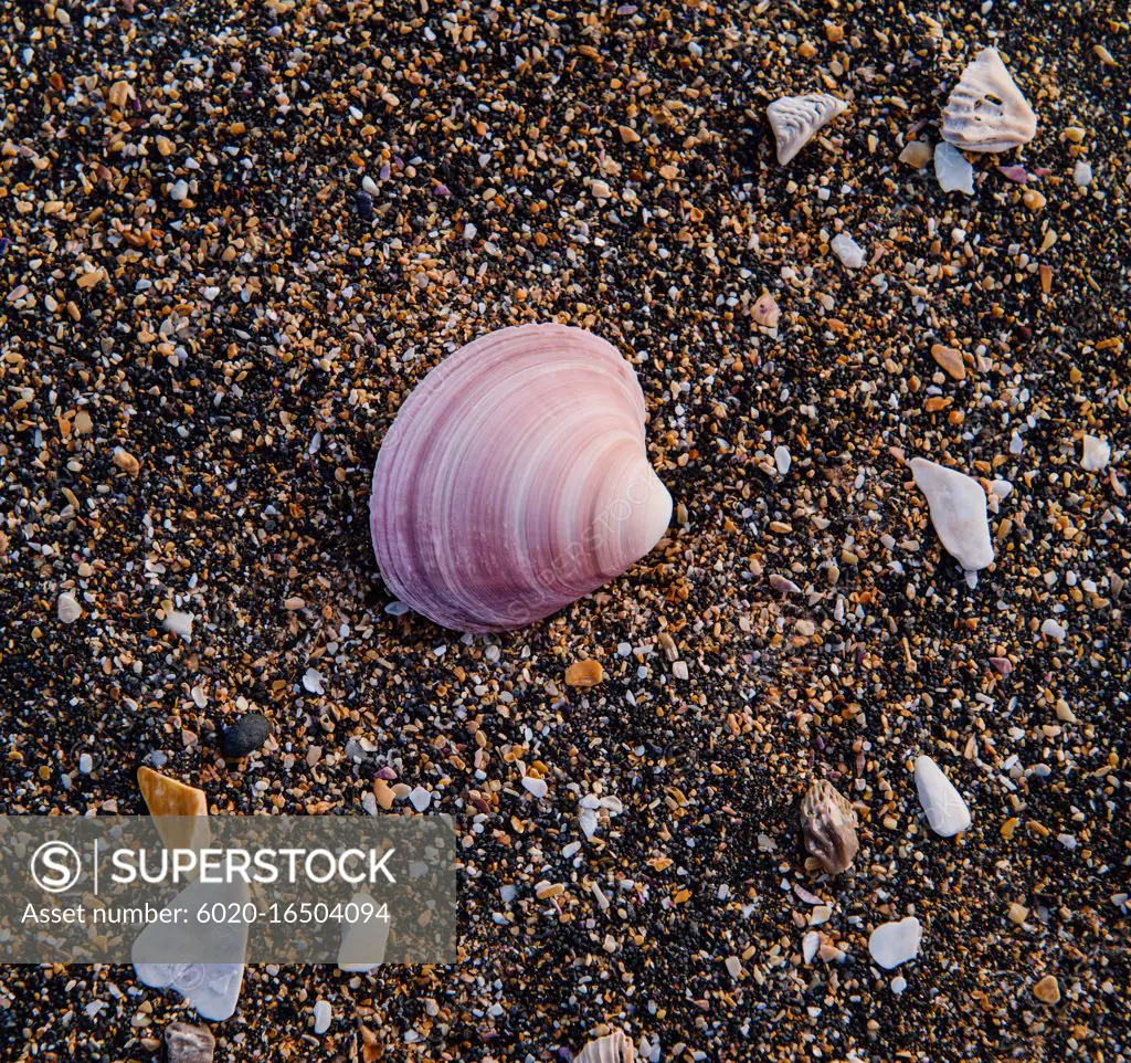 shells on the beach, Raudisandur, Rauðasandur beach in the Western Fjords Iceland, Scandinavia, Iceland, Europe