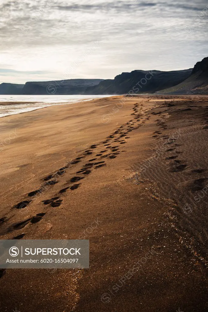 Footsteps through the sand Raudisandur, Rauðasandur beach in the Western Fjords Iceland, Scandinavia, Iceland, Europe