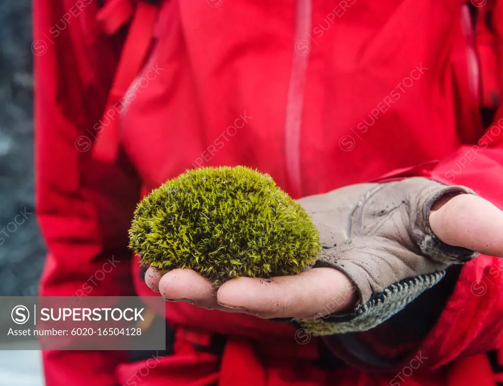 Hand holding a glacier mouse, a ball of naturally occurring moss found on the glaciers in Iceland, Skaftafell national park, Vatnajökull, Southeast Iceland, Scandinavia, Europe