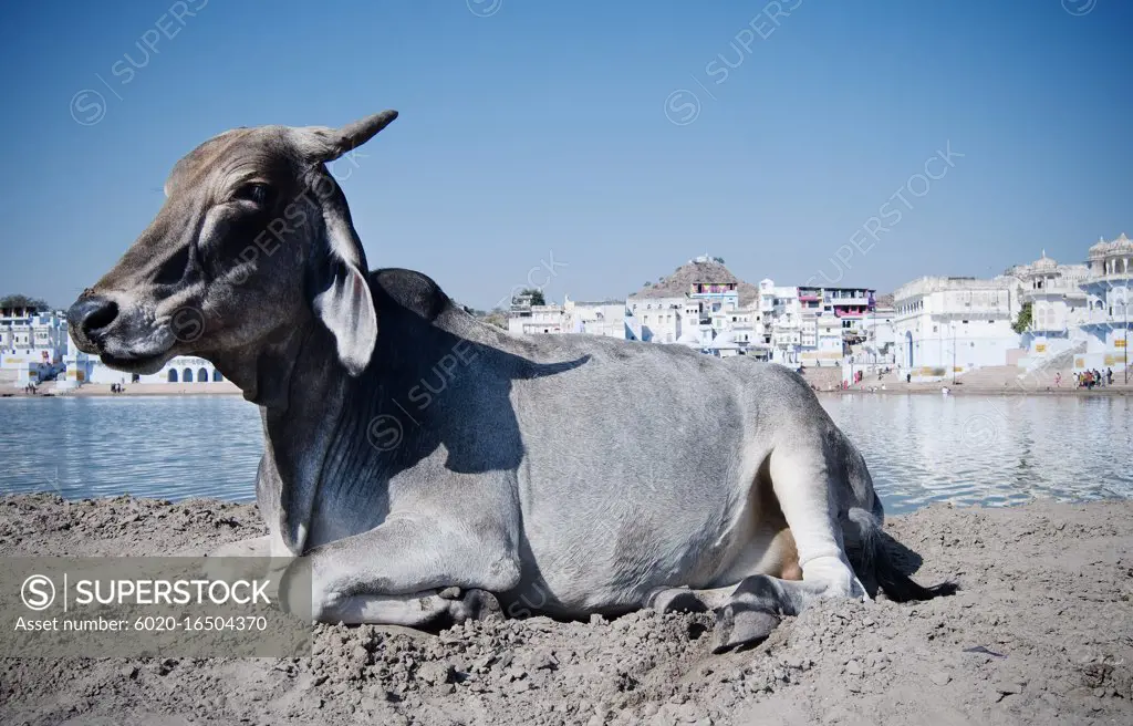 Cow sitting in front of Pushkar lake with the city of Pushkar in the background, India