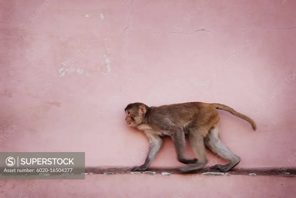 Rhesus macaque monkey at running against a pink wall in Jaipur, India