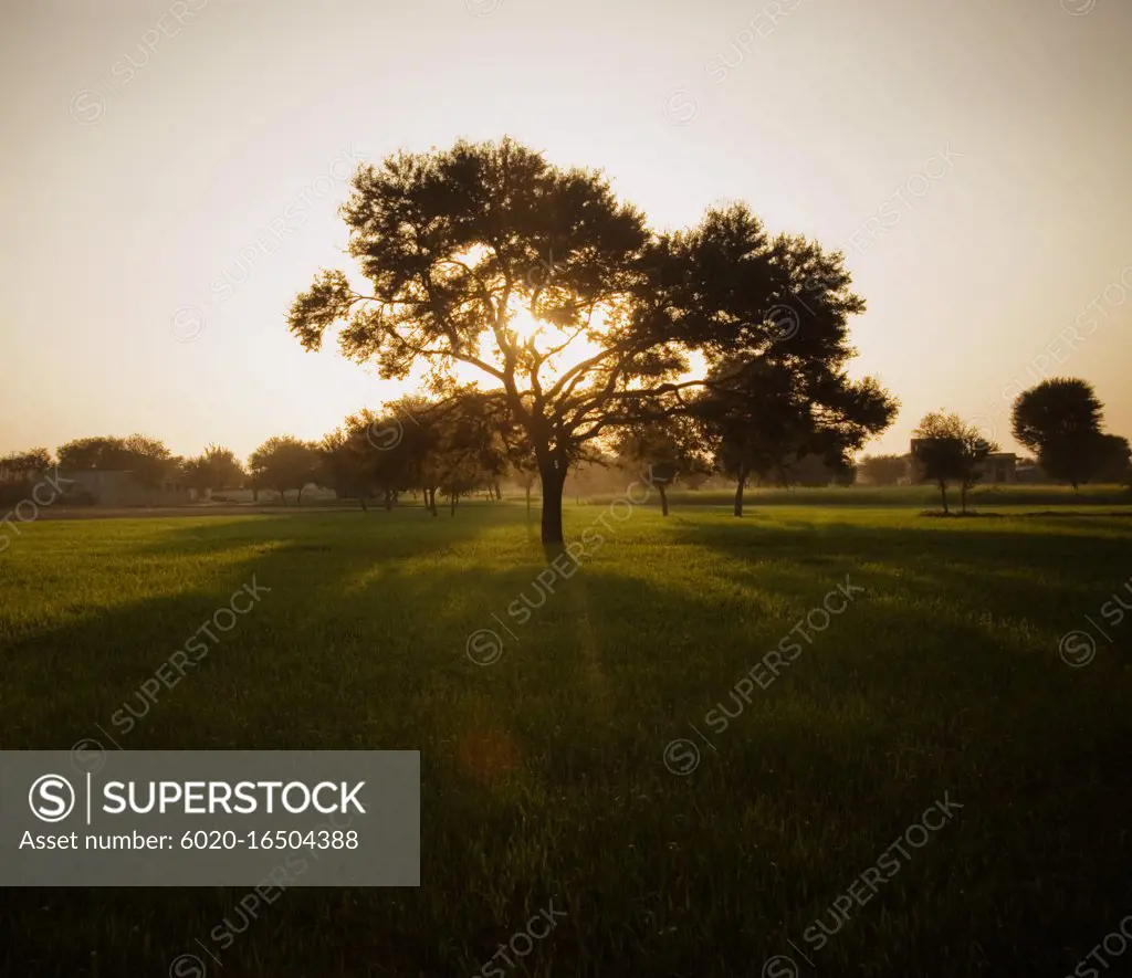 sunlight shinning through a tree in the field, Pushkar, India