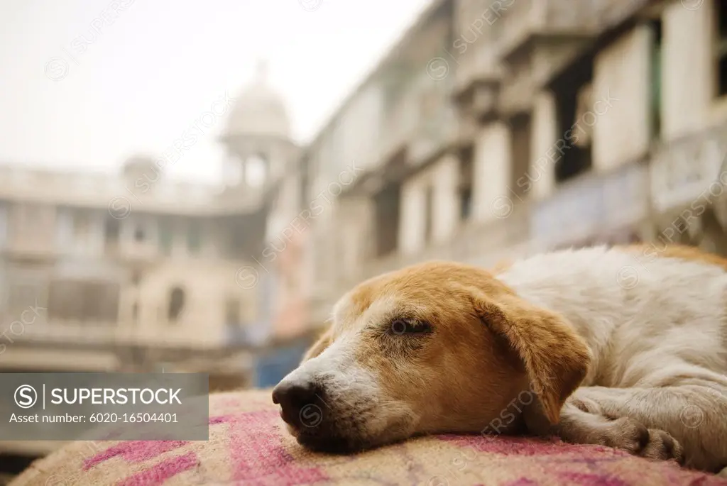 Dog sleeping on a burlap sack in the spice market, Delhi, India
