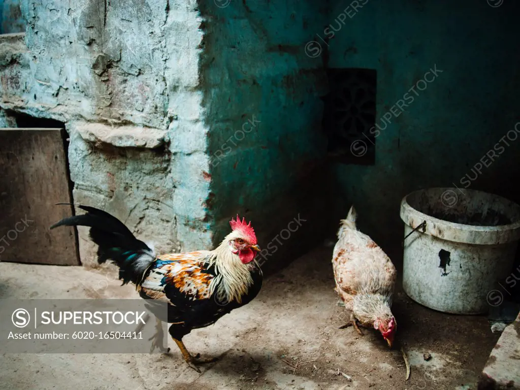 Chickens on the streets of Varanasi, India