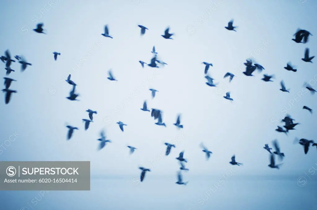 birds in the sky, Varanasi, India