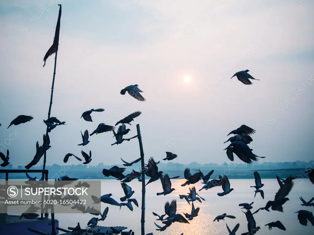 birds flying over the Ganges River, Varanasi, India
