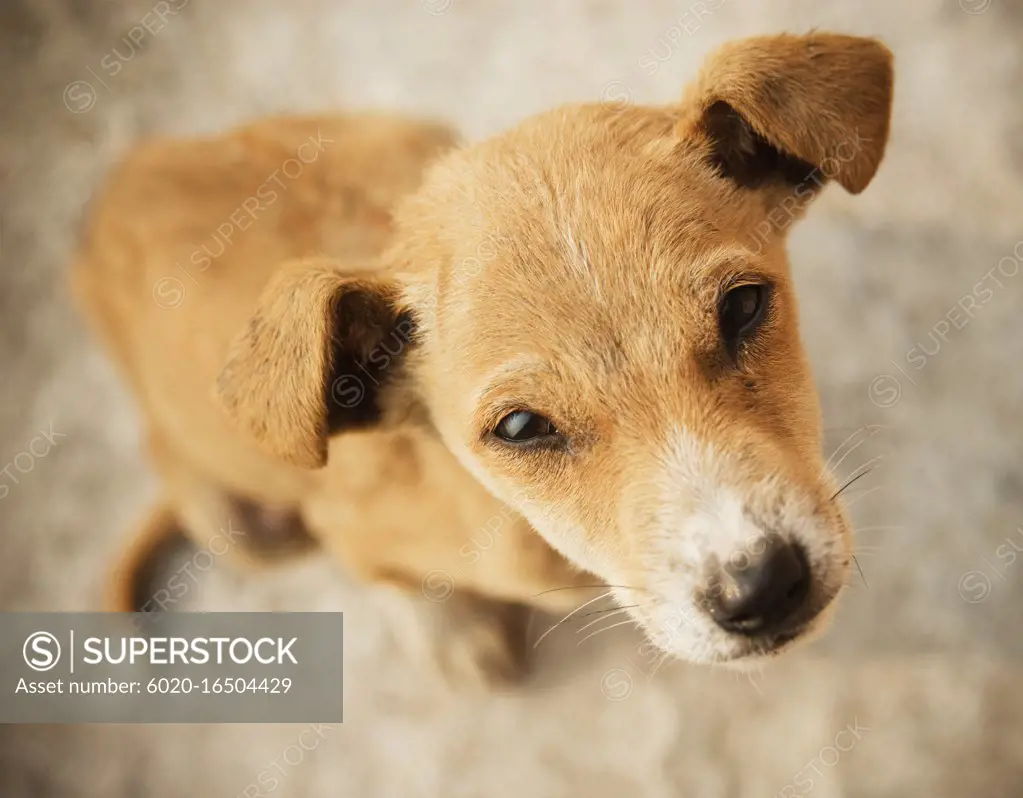 Brown puppy on the streets of Varanasi, India