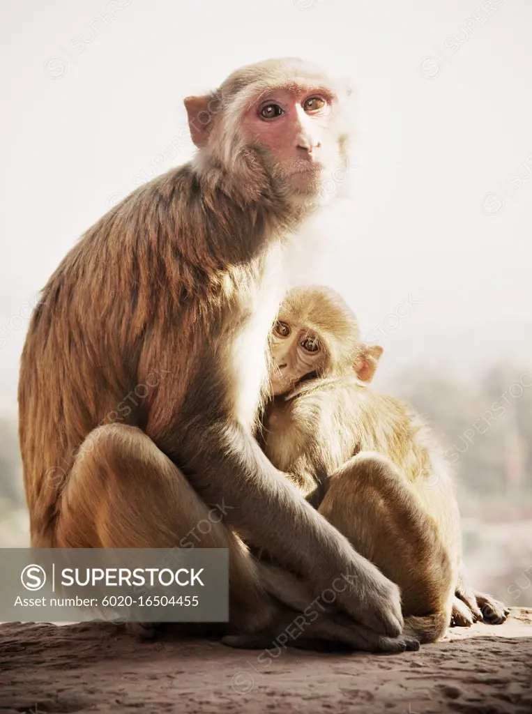 Mother and child Rhesus macaque monkeys, Agra, India