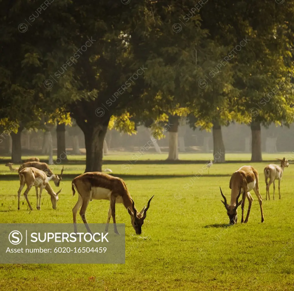 Wild deer grazing in Agra, India
