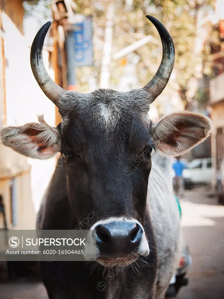 portrait of a cow on the streets of Jaipur, India