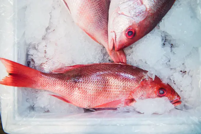 Red snapper for sale at a fish market