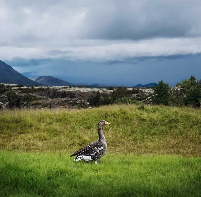 wild duck on a hill in the Golden Circle, Southern Iceland, Iceland, Scandinavia, Europe