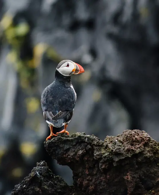 atlantic puffin or common puffin on the coast, Vestmannaeyjar, Heimaey, Westman islands, Iceland
