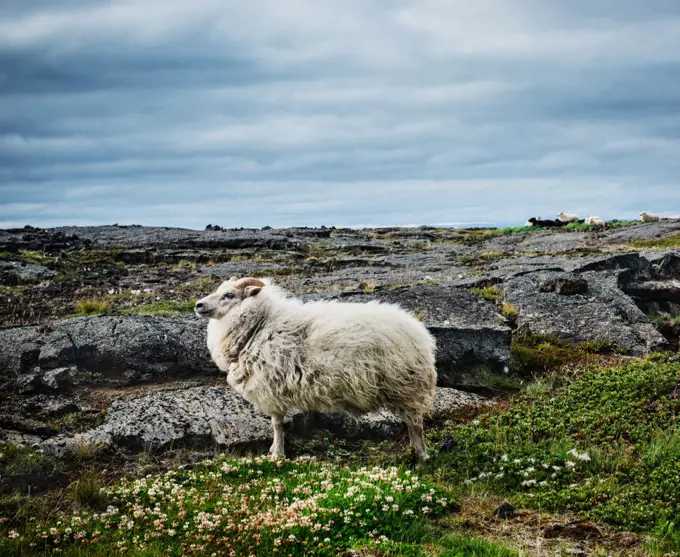 Icelandic sheep in myvatn, Mývatn Iceland, Scandinavia, Europe