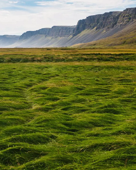 Grass fields in the Raudisandur, Rauðasandur beach in the Western Fjords Iceland, Scandinavia, Iceland, Europe