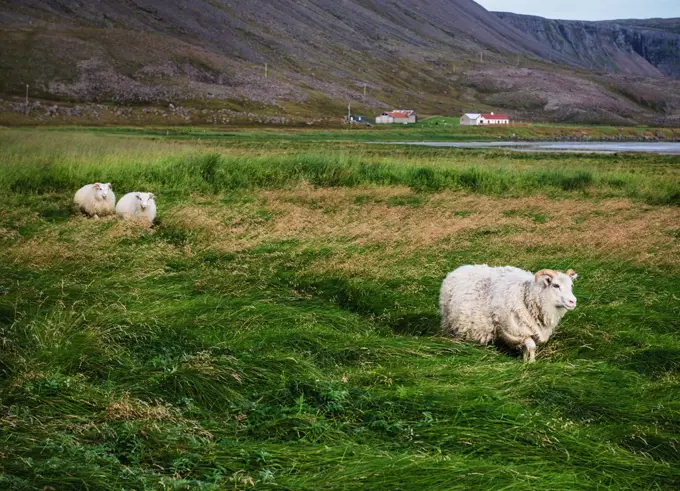 Sheep in the field in Raudisandur, Rauðasandur beach in the Western Fjords Iceland, Scandinavia, Iceland, Europe